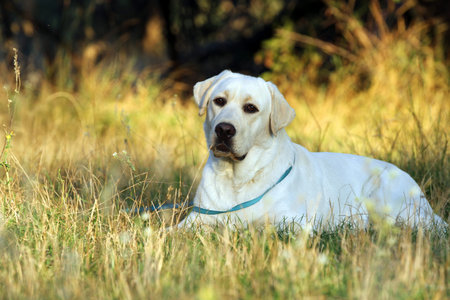 yellow labrador retriever in autumn close up portrait