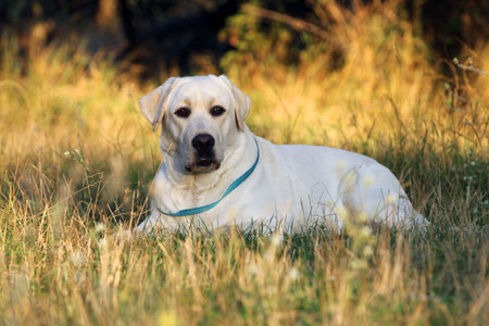 yellow labrador retriever in autumn close up portraitの写真素材