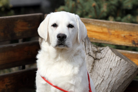 yellow labrador retriever in summer close up portrait