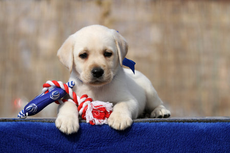 yellow labrador retriever in summer close up portrait