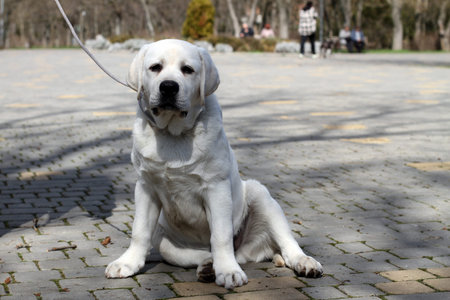 yellow labrador retriever in summer close up portrait