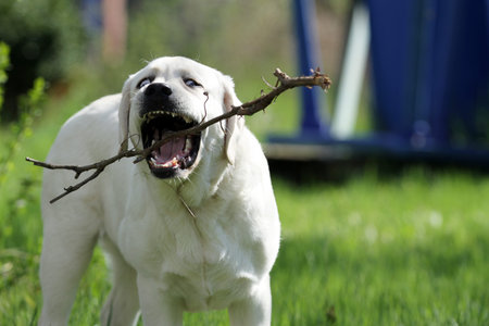 yellow labrador retriever in summer close up portrait