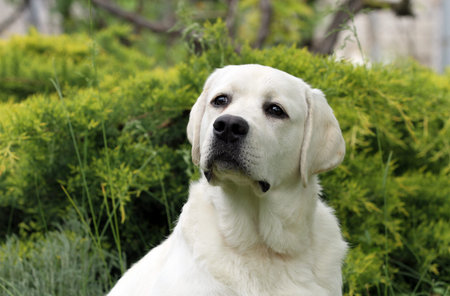 yellow labrador retriever in summer close up portrait