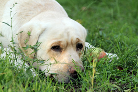 yellow labrador retriever in summer close up portraitの写真素材