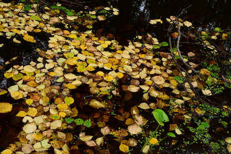 Fall cover of yellow fallen leaves on the water surfaceの写真素材
