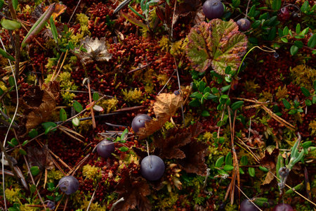 Autumn cranberries on red yellow moss in the swamp yellowing leaves