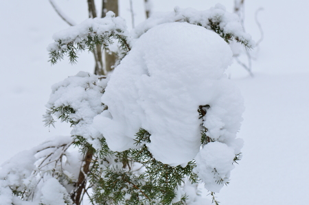 Juniper in the forest covered with fresh snow in the winterの写真素材