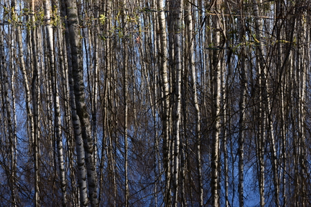 The surface of the water forest river with reflection of spring birch forestの写真素材