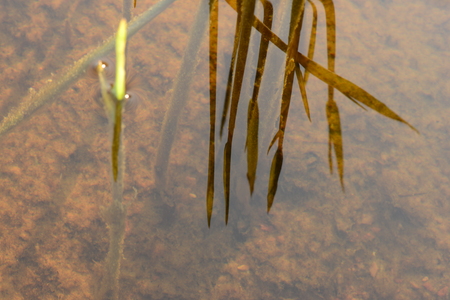 The surface of the water with the reflection of reedsの写真素材