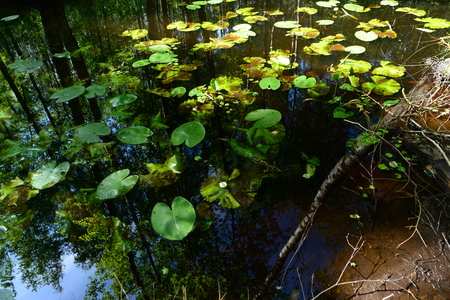 Reflection of the forest in the summer on the water in the thickets of water liliesの写真素材