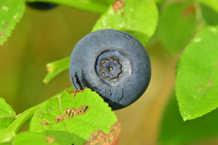 Ripe blueberries forest fruits of summerの写真素材