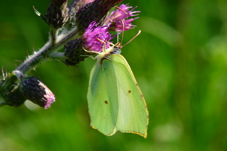 Butterfly on a green natural background in the light of the sunの写真素材