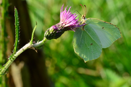 Sunlight on the wings of a butterfly on a summer morningの写真素材