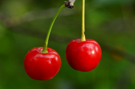 Berries ripe fresh cherries on a branch in summerの写真素材