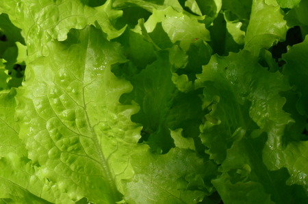 Fresh lettuce leaves in drops of morning dew of summerの写真素材