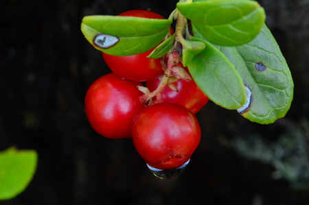 Wild berries cranberries in summer dew dropsの写真素材