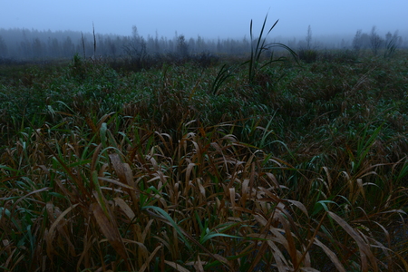 Foggy morning on the marsh early morning autumnの写真素材