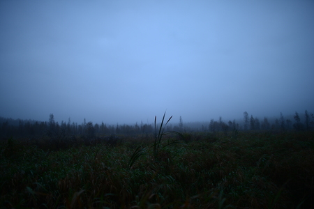 Reed over the marsh autumn foggy morningの写真素材