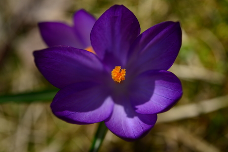 Early spring flower crocus bloom in sunlight lightの写真素材