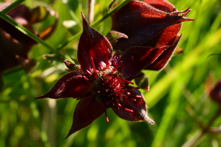 Wild flower of a herbaceous plant comarum paluste in the light of sunlightの写真素材
