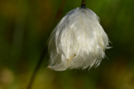 Beauty of the nature of cotton grass in flowering white fluffy flowerの写真素材