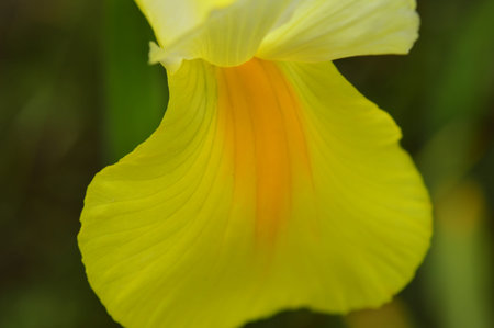 Petals of iris yellow in the light of morning summer sunlight
