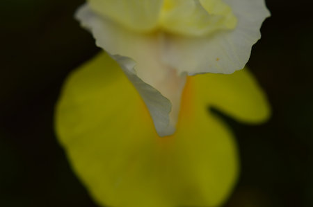 Petals of iris flowers white with yellow on a dark background