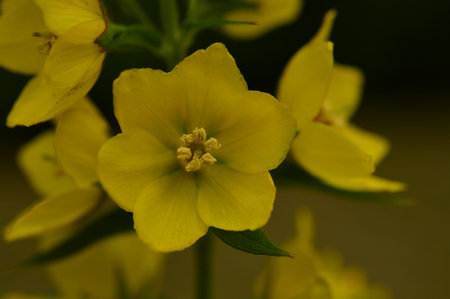 Loosestrife wildflower is very beautiful in summer flowering