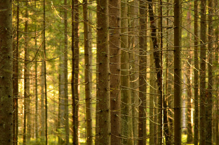Forest trunks of spruce trees in the morning sunlight