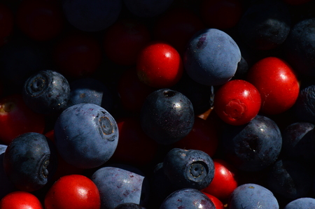 Berries cranberries together with berries of blueberries and marsh blueberries berries backgroundの写真素材