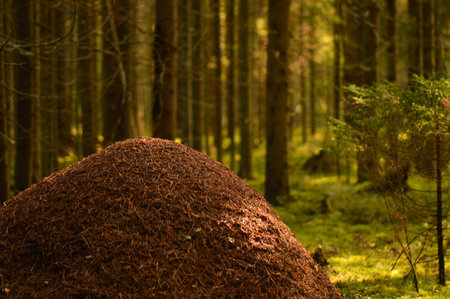Wild nature of the anthill against the background of coniferous forest trees in the light of the morning sunの写真素材