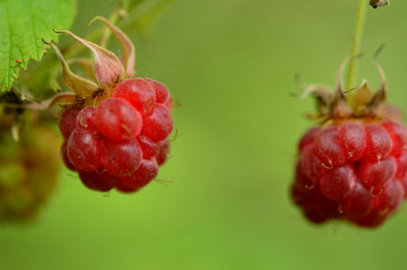Raspberry ripe bright color summer forest berry