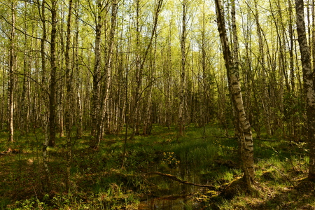 Birch trees in green young leaves in the spring forest in the light of the morning sunの写真素材
