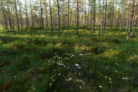 Wild rosemary flowers bloom on the marshlands among the marsh treesの写真素材