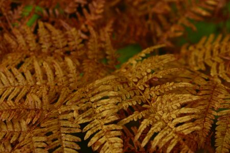 Autumn colors  yellow with brown shades fern leaves in drops of morning dewの写真素材