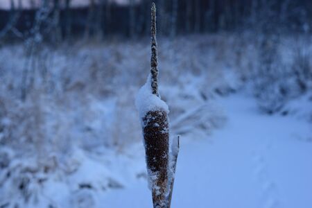 cattail  in the snow against a snowy winter forestの写真素材