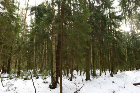 Spring sunny morning in a snowy forest
