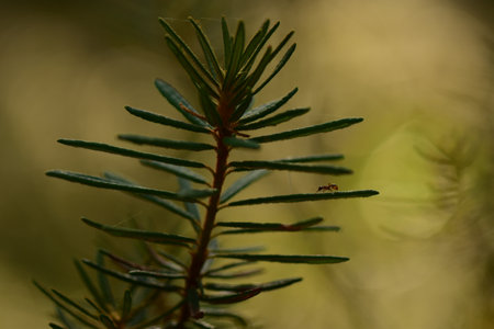 Wild rosemary in the summer morning sunlightの写真素材