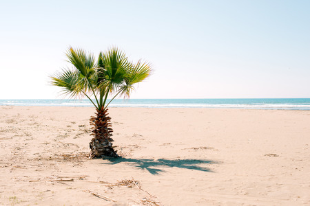 palm tree on a sandy seashoreの写真素材