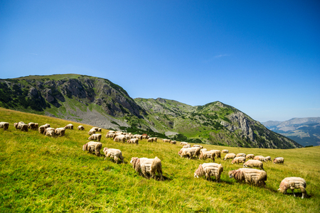 Sheep in the green hills of the mountains. valuable fleeceの写真素材