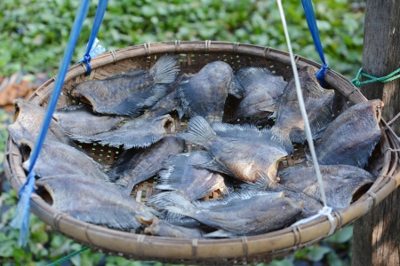 Stall of dry fish for drying in sunlight の写真素材