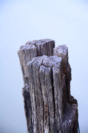 stump wood on  canal の写真素材