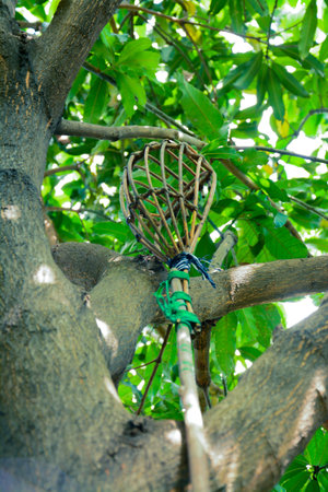 Wicker long handled fruit picker,thailand