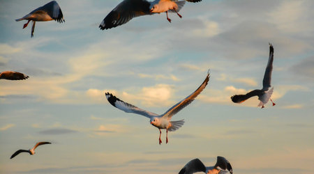 segulls turning around at twilight ,Bangpu recreation center,Thailand