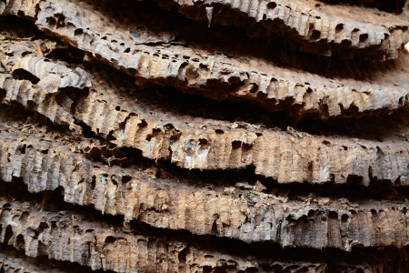 Part of hornets or wasps nest の写真素材