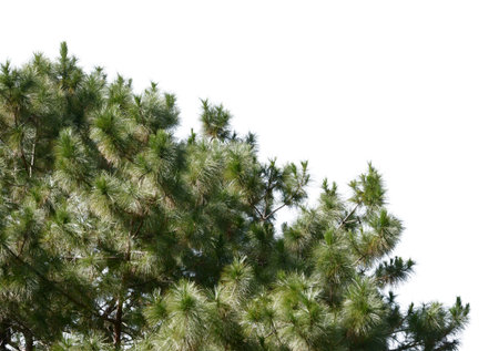 Pine tree isolate on white background