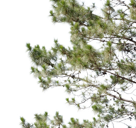 Pine tree isolate on white backgroundの写真素材