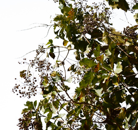 tree isolate on white の写真素材