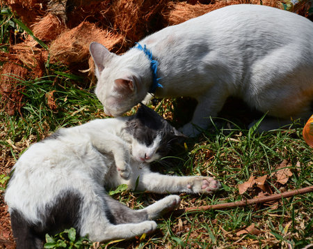 white cats  play  together on grass