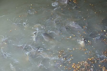 fish in water eating food